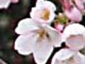 桜の種類・品種の図鑑