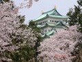 桜と楽しむ「名古屋城」