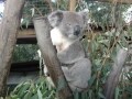 オーストラリアのコアラを抱っこできる動物園