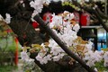 京都の花見は遅めが吉。平野神社と雨宝院