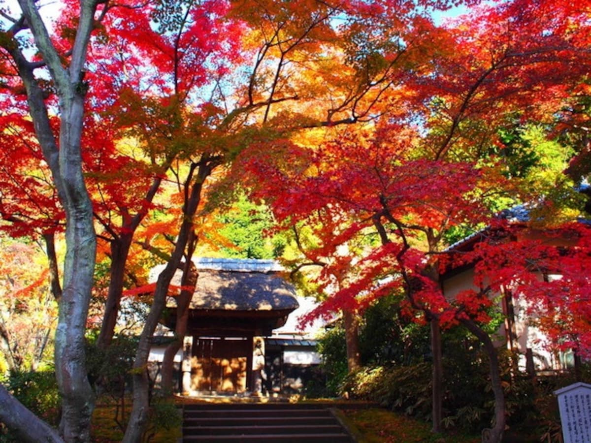 Kamakura’s Top 10 Fall Foliage Spots 