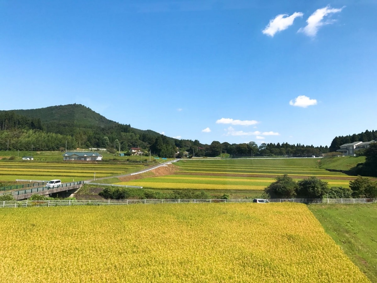 不论大人还是小孩,在此嬉戏玩爽,沿途看着窗外澄黄的农田风景,会有种