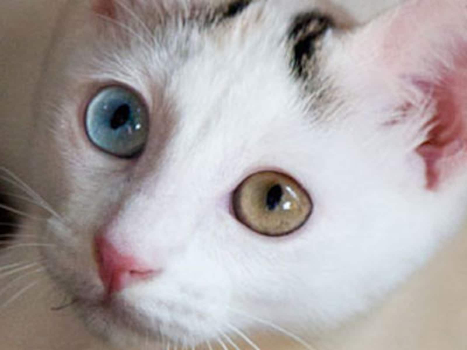 异色瞳孔猫咪,猫咪瞳孔颜色 - 伤感说说吧