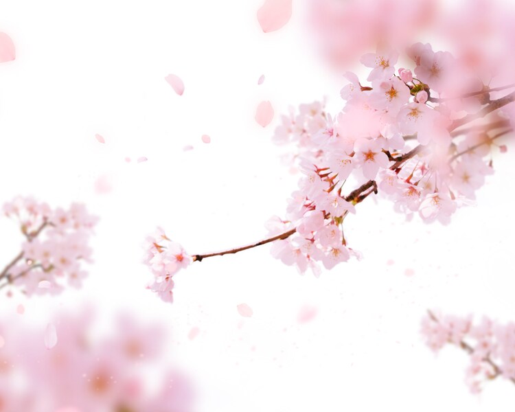 花あかり・花いかだ…恋愛から天気まで「桜言葉」を使ってあなたも風流美人！