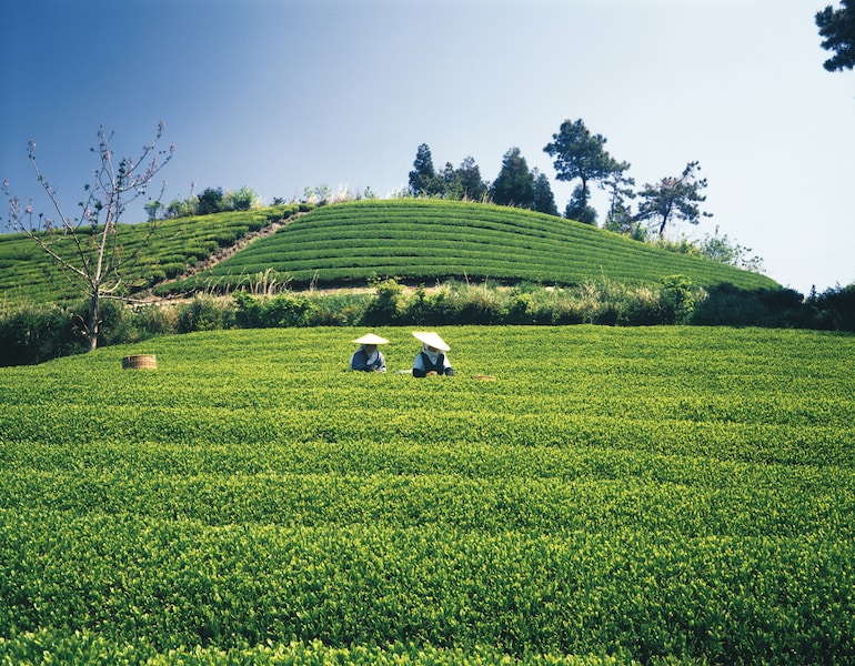 八十八夜とは？2025年はいつ？ 意味や茶摘みとの関係