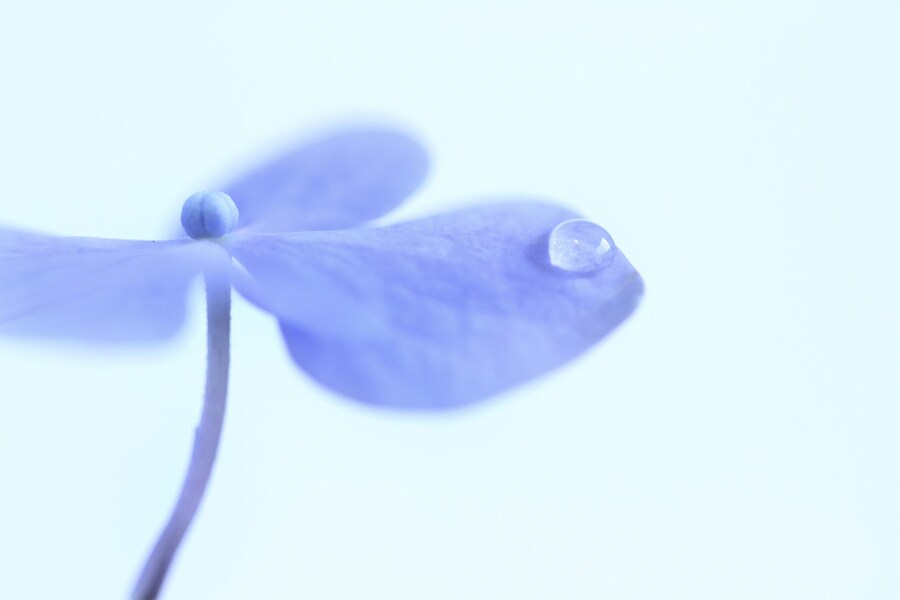 梅雨の言葉 梅雨といえば憂うつ 実は綺麗で美しい言葉や季語 暮らしのバランス