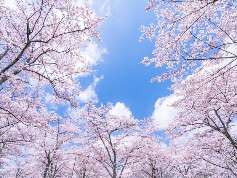 【2025年】桜の開花予想と桜前線！ 予想開花日・満開日はいつ？
