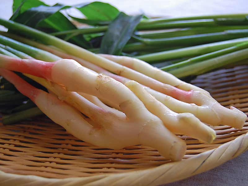 葉生姜とはどんな野菜？保存方法・選び方・食べ方・栄養効果など