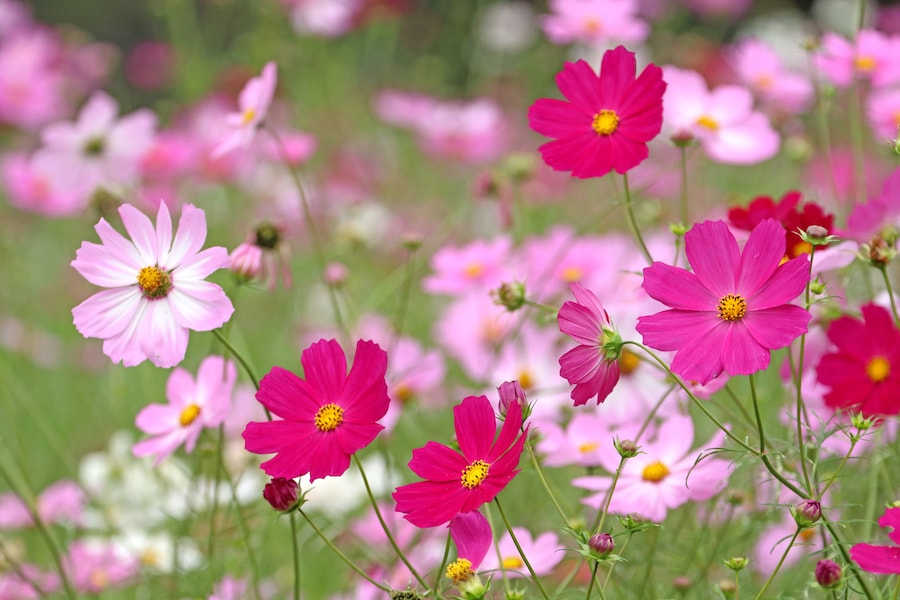 コスモス（秋桜）の花言葉！ 色別の意味・由来・誕生花