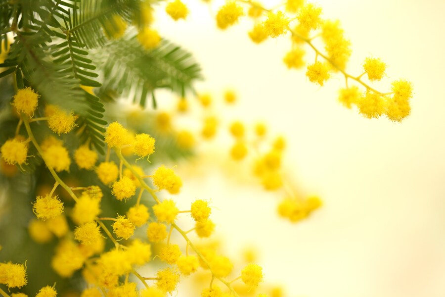 3月8日「ミモザの日」になぜ女性に花を贈る？ 実は黄色でなかったミモザの豆知識・花言葉