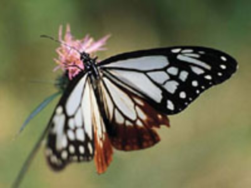 昆虫や魚を育ててみるのも楽しい