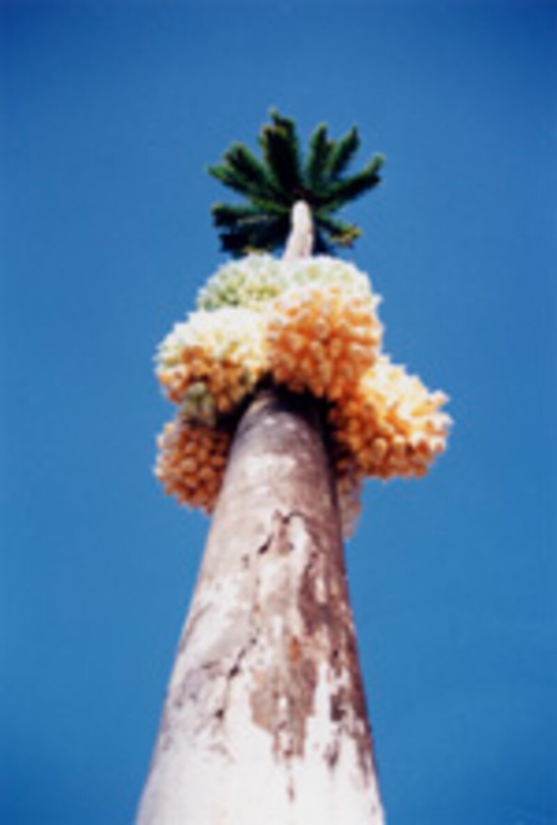 マレッペ「甘い椰子の木」 2001年