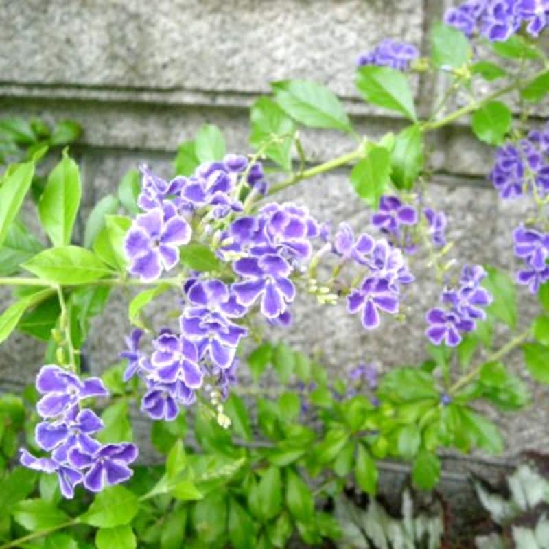 紫の小さな花が可愛い