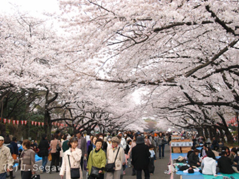 桜のシャッターチャンス