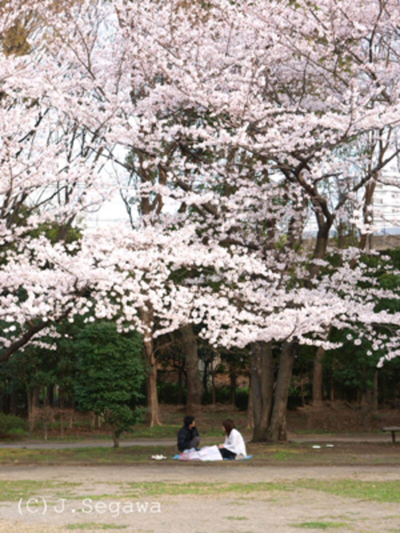 桜のシャッターチャンス