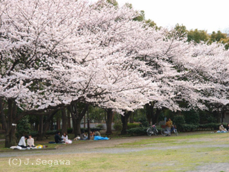 桜のシャッターチャンス