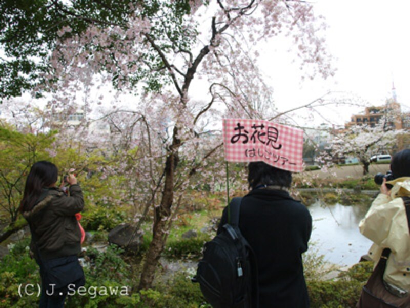 桜のシャッターチャンス