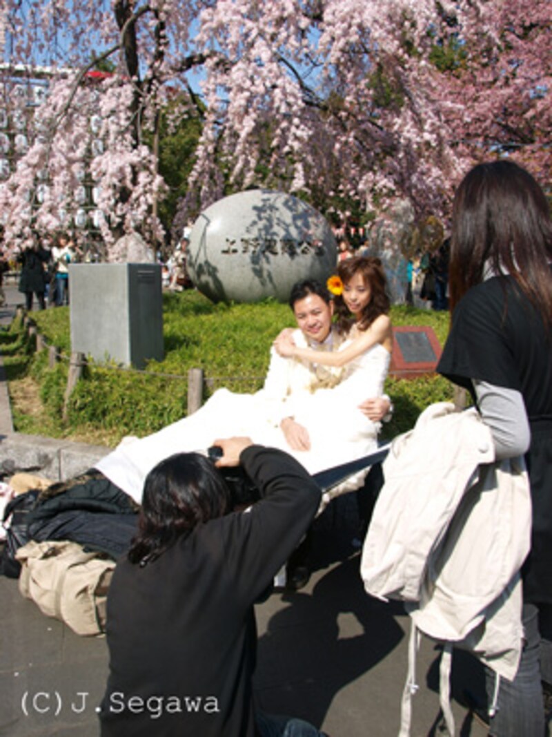 桜のシャッターチャンス