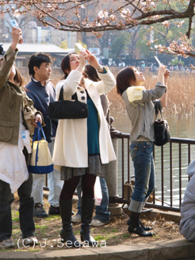 桜のシャッターチャンス