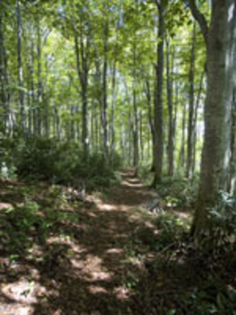 斑尾高原のブナ林のトレイル。落葉のクッションが脚に優しい