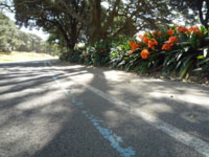 シドニーオリンピックマラソンコースのブルーラインがまだ残っていた