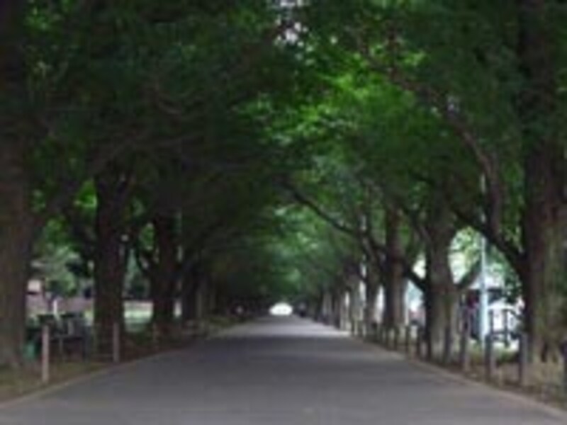 このくらいうっそうとした木陰なら申し分ないのだが