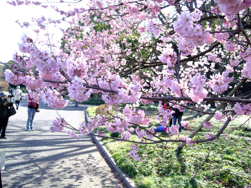 東御苑桜
