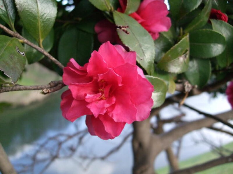 東中野の桜