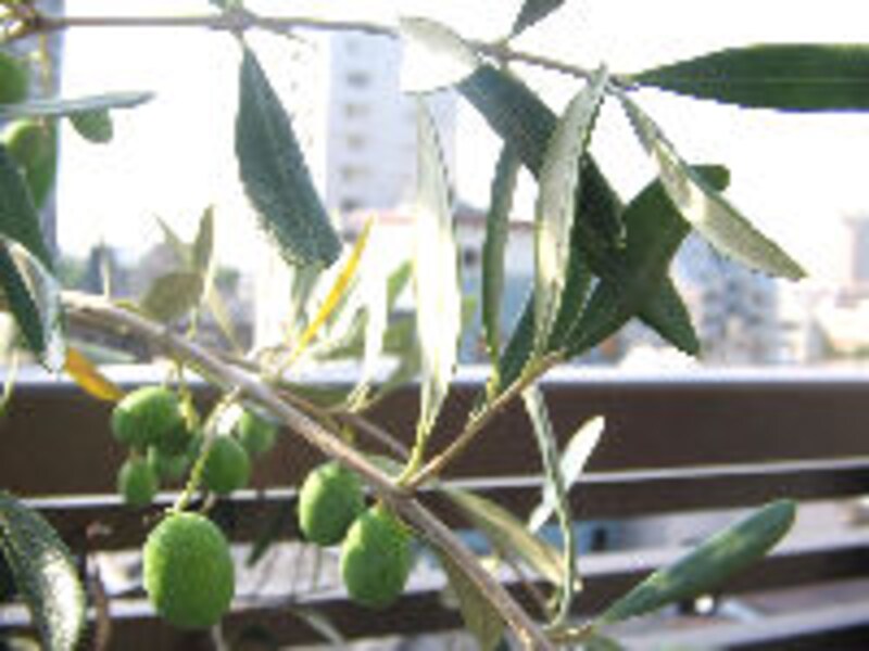 秋の夜長はテラス席!