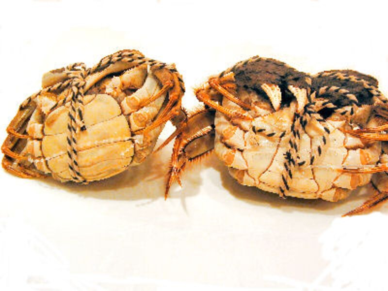 重慶飯店 麻布賓館