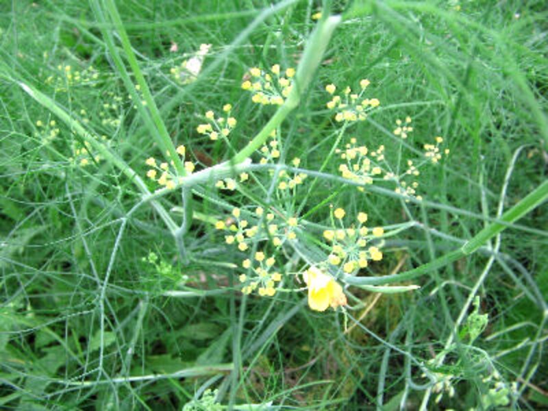 大西ハーブ農園×ラ・ヴェロニカ