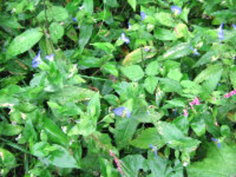 大西ハーブ農園×ラ・ヴェロニカ