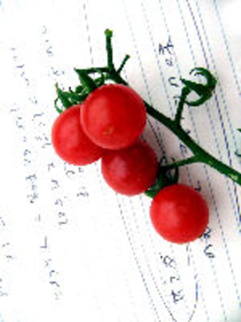 大西ハーブ農園×ラ・ヴェロニカ