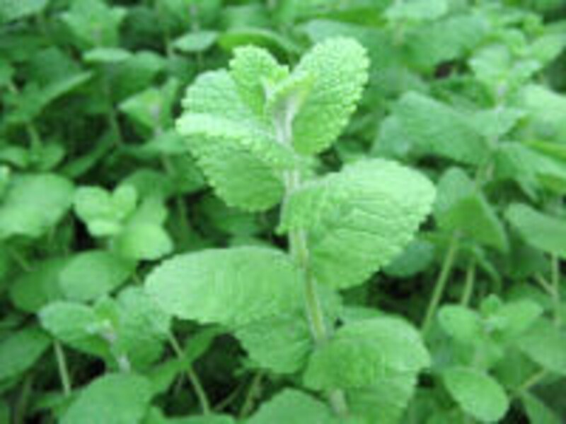 大西ハーブ農園×ラ・ヴェロニカ