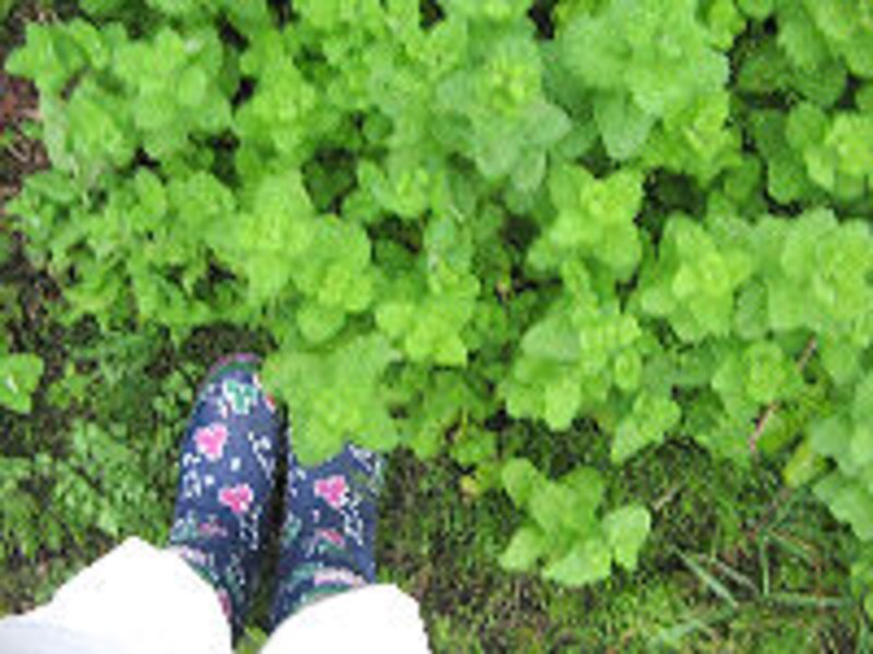 大西ハーブ農園×ラ・ヴェロニカ