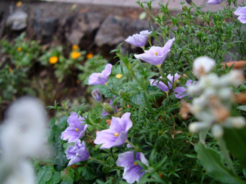 庭の花々