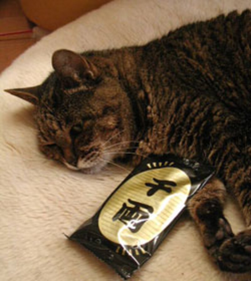 飼い猫に袖の下を渡してみました