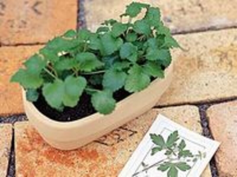 画像の代替テキスト