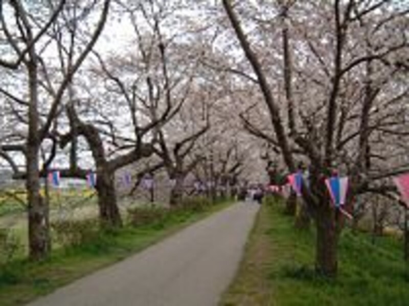 権現堂桜堤(2)