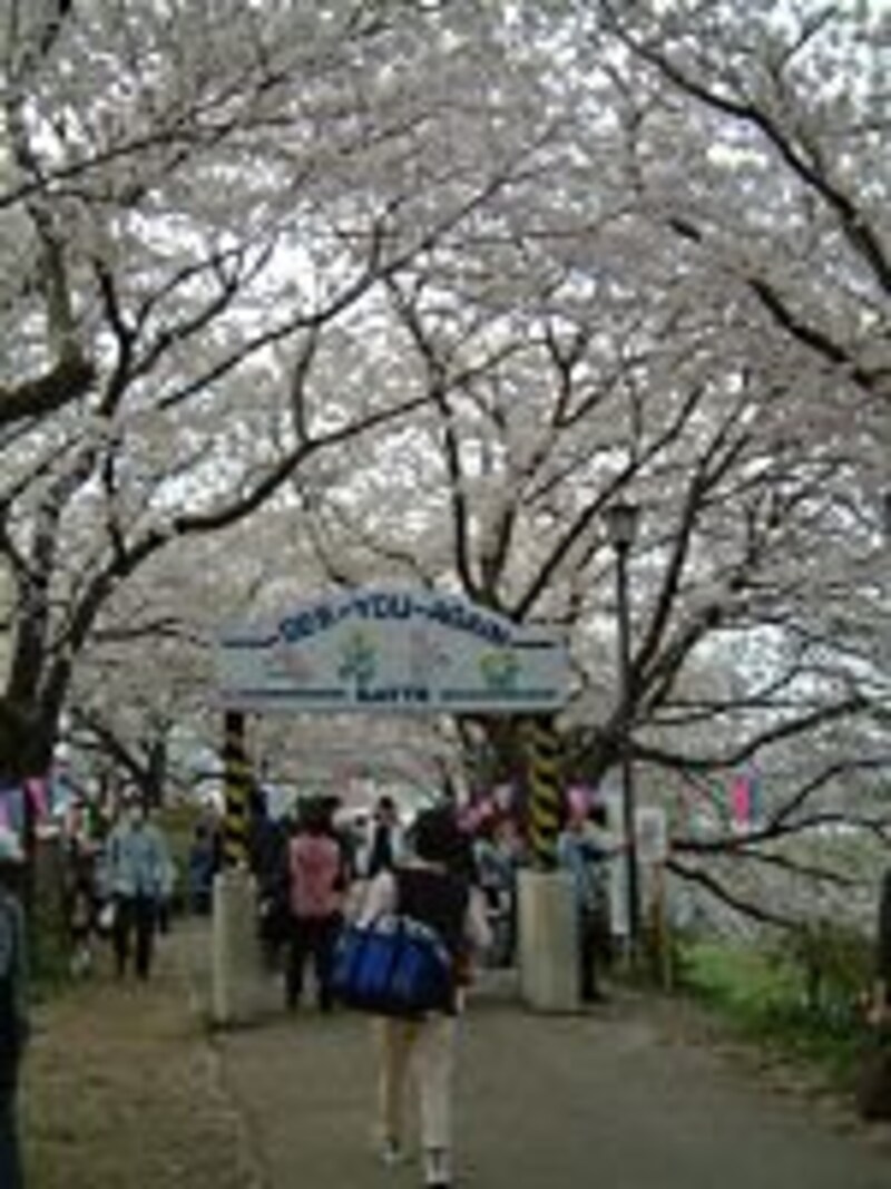 権現堂桜堤(3)