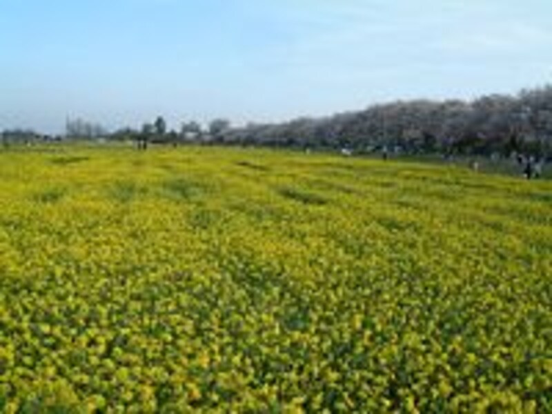 権現堂桜堤(5)