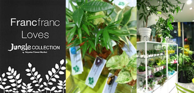 インテリア×グリーンのコラボ