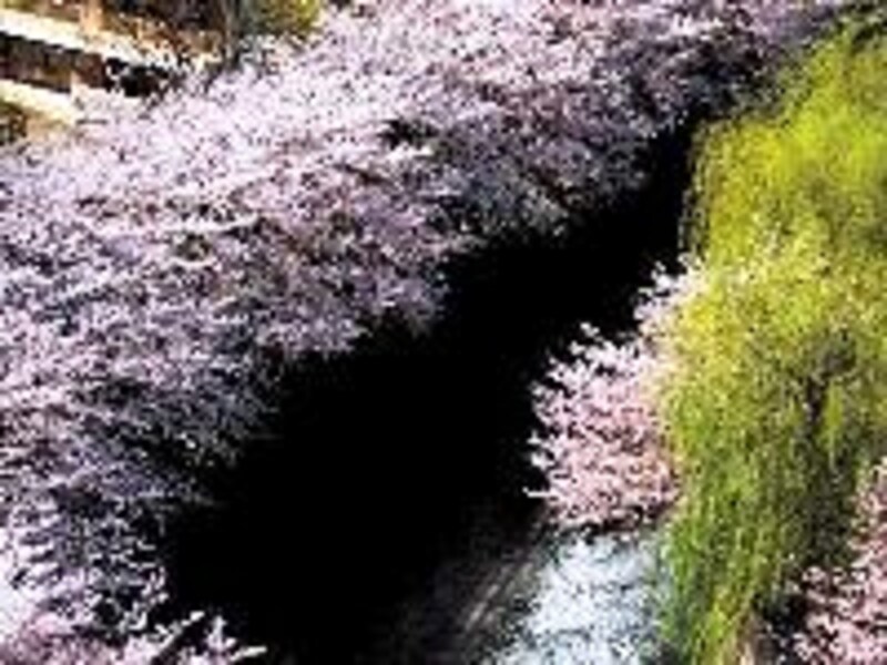 石神井川(現地より約120m)