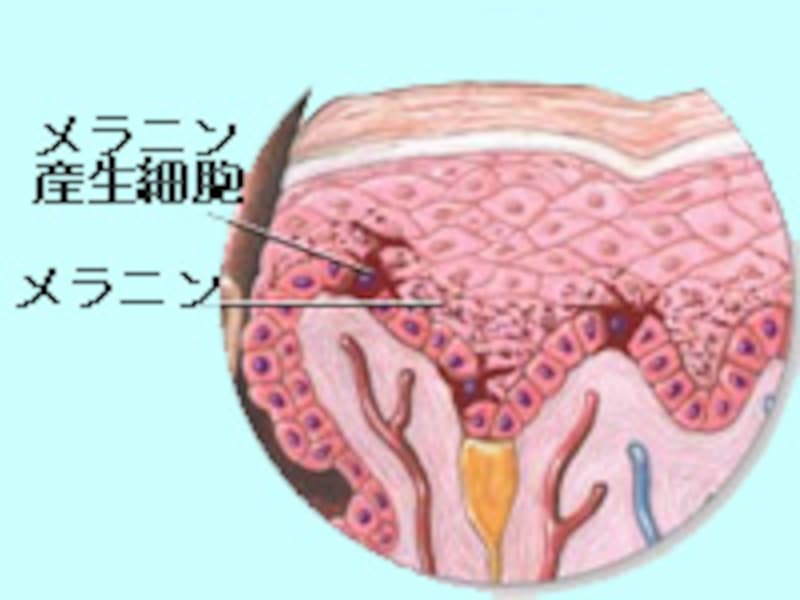 //imgcp.aacdn.jp/img-a/800/auto/aa/gm/article/2/9/8/6/2/5/melanocyte_1.jpg