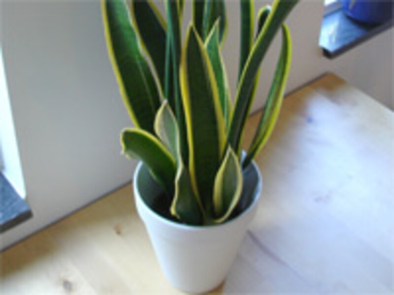 //imgcp.aacdn.jp/img-a/800/auto/aa/gm/article/3/0/0/1/3/5/snake_plant_1.jpg