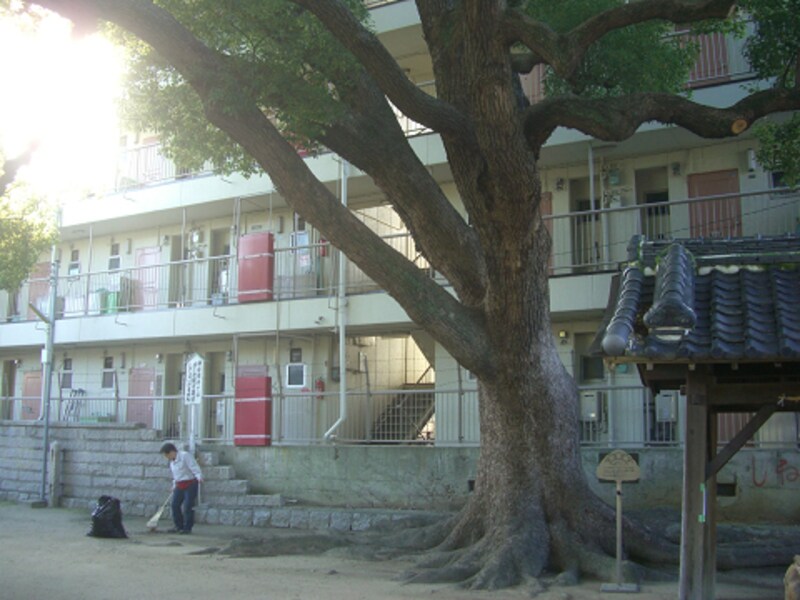 マンションと神社のクスノキ