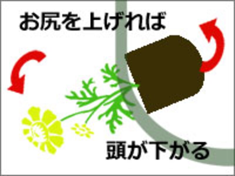 苗の向き