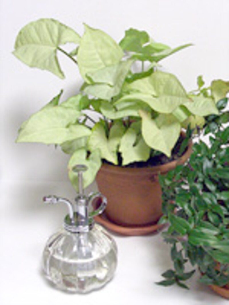 観葉植物と霧吹