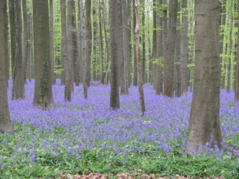 お伽話のような神秘の青紫色の森