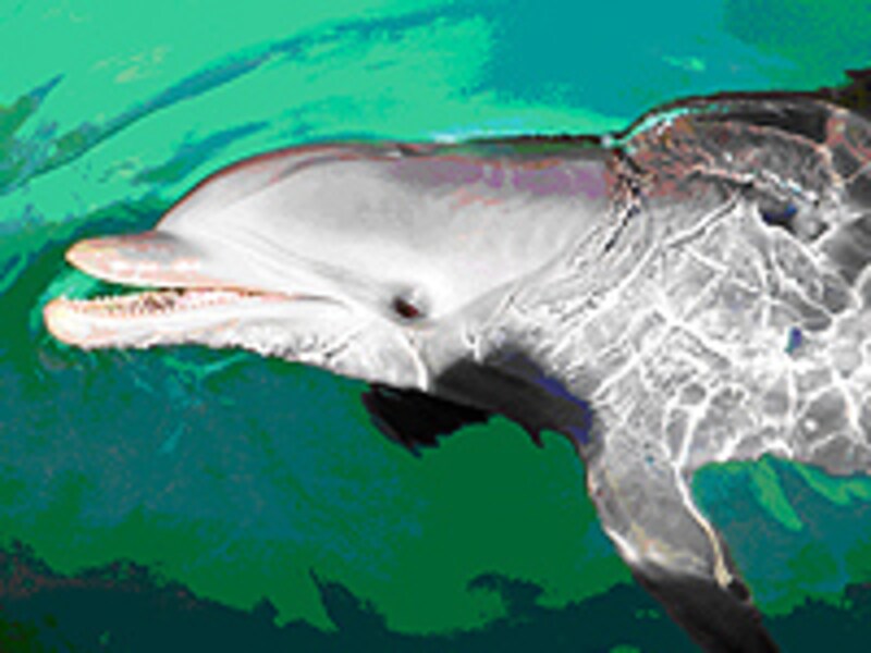 高い知能があるされるイルカ